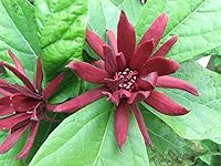Vista 6 de Carolina Allspice (arbusto dulce) - Arbusto de 6 a 18 pulgadas de alto - Maceta de cuarto de galón - Planta viva - Calycanthus floridus