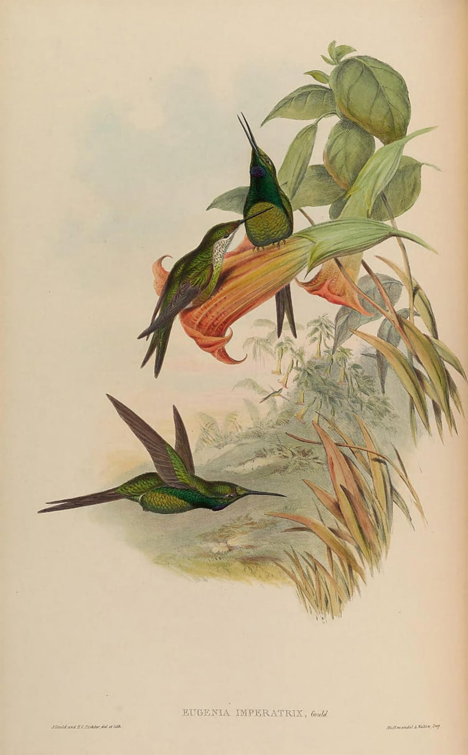POSTERIIk Famous Animal Posters Vintage Picture Animal Bird Eugenia Imperatrix Heliodoxa Imperatrix by John Gould Modern Wall Decor for Home Decor 60x90cm