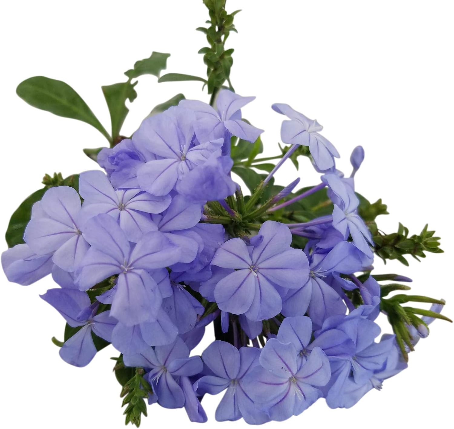 Plumbago Auriculata Perennial Shrub, Imperial Blue Flower, Lot of 6 Starter Plants