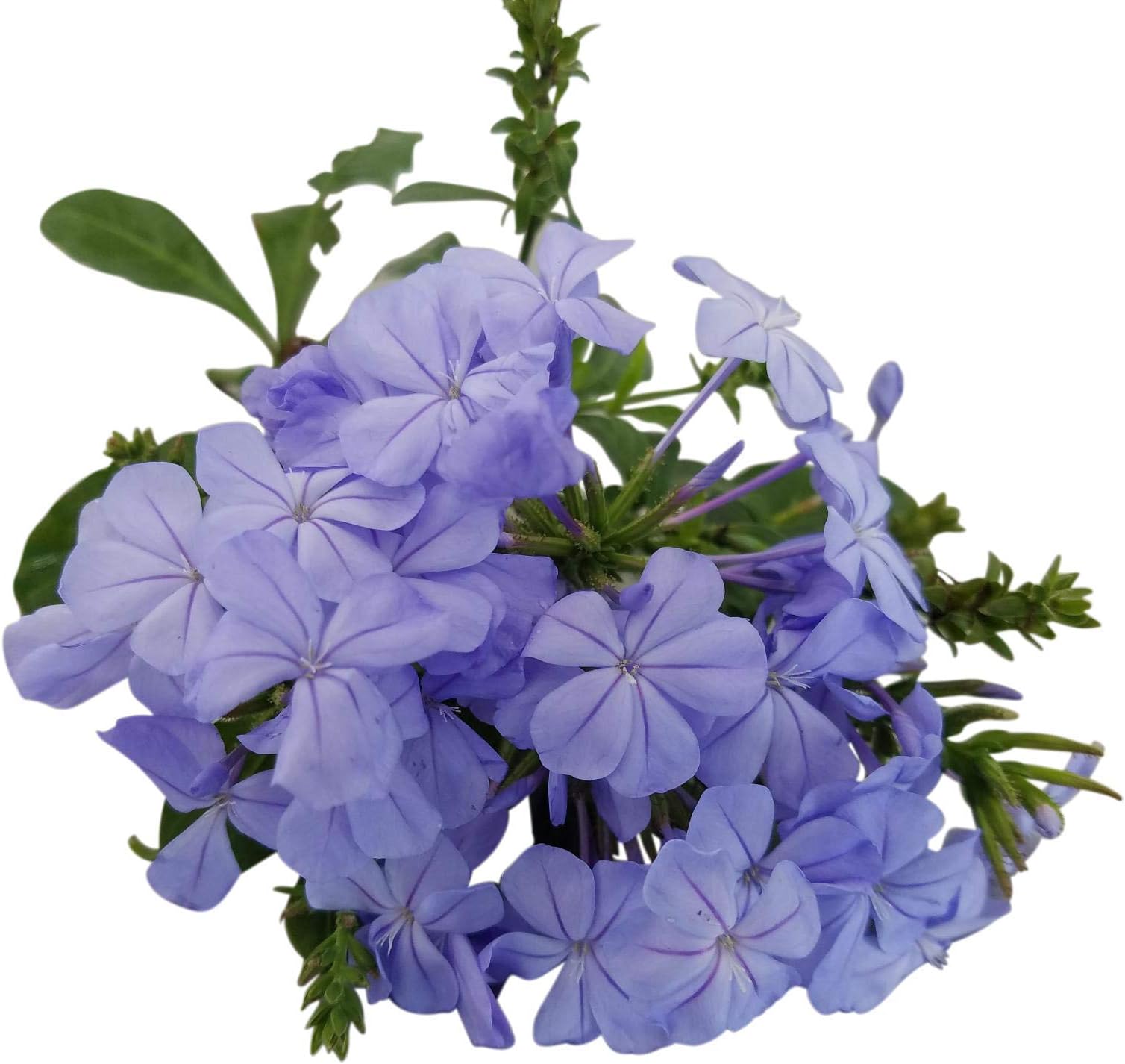 Sandys Nursery Online Plumbago Auriculata Perennial Shrub, Imperial Blue Flower, Lot of 6 Starter Plants