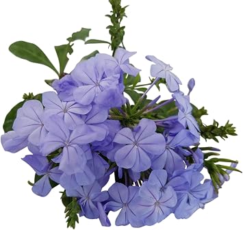 Plumbago Auriculata Perennial Shrub, Imperial Blue Flower, Lot of 2 Starter Plants