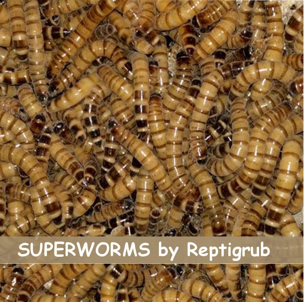 Live Superworms - Kingworms for Feeding Reptiles, Chickens, Fish (2000)