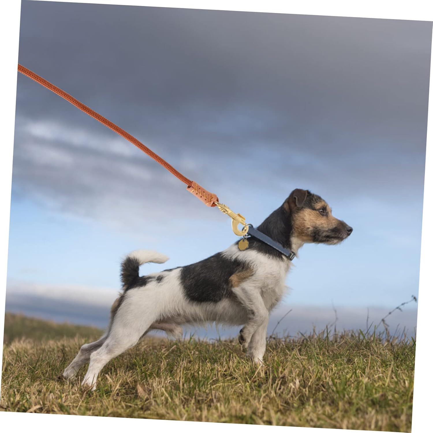 牽引 ストラップ 犬 リード ヘビー デューティー 牽引 ストラップ リード ナイロン リード 犬 コード リード 犬 ストラップ