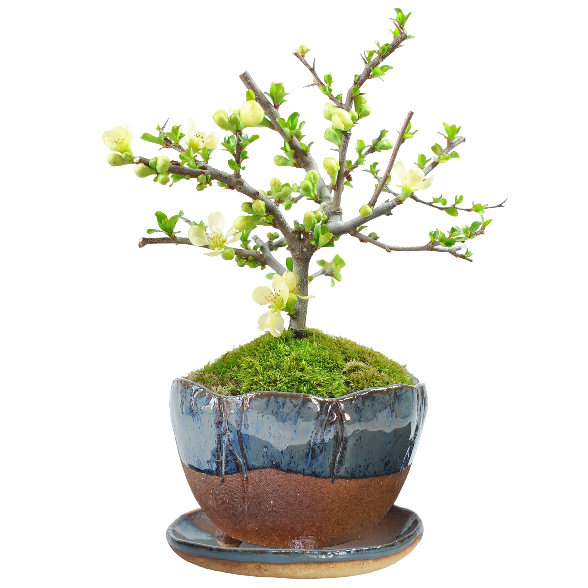 プチ盆栽、長寿梅、三幹作り、花、花芽付き 目立った傷や汚れ無し Amazon | 遊恵盆栽 ミニ盆栽：長寿梅(瀬戸焼三彩鉢) *花盆栽鉢植え縁起