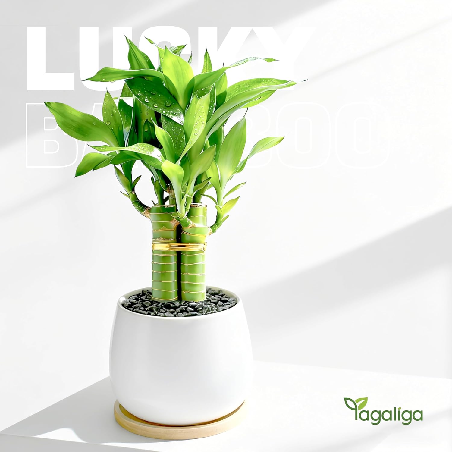 3 Stalks Lucky Bamboo Plants Indoor Live - Multi-Height Set (2x6“ & 1x8”) for Good Luck & Prosperity - Easy Care Houseplant, Home Office Decor Gift Ready