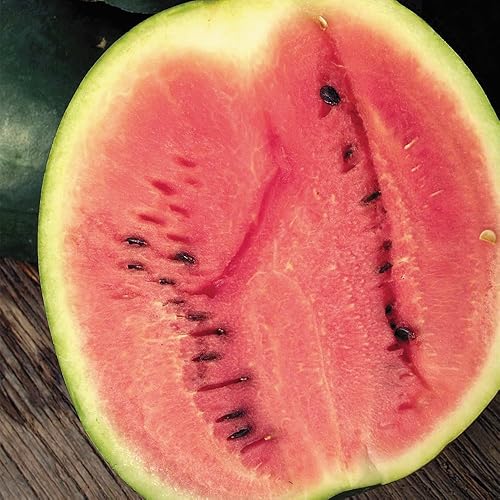 Miniatura 4 de Seeds of Change 1524 Sugar Baby Sandía, rojo