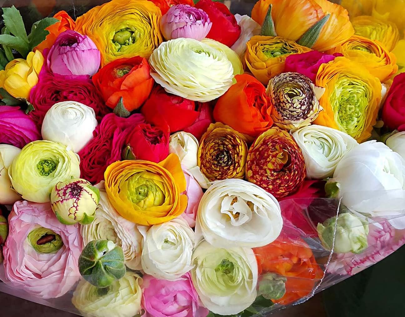 Flores Frescas y Plantas Naturales de Interior