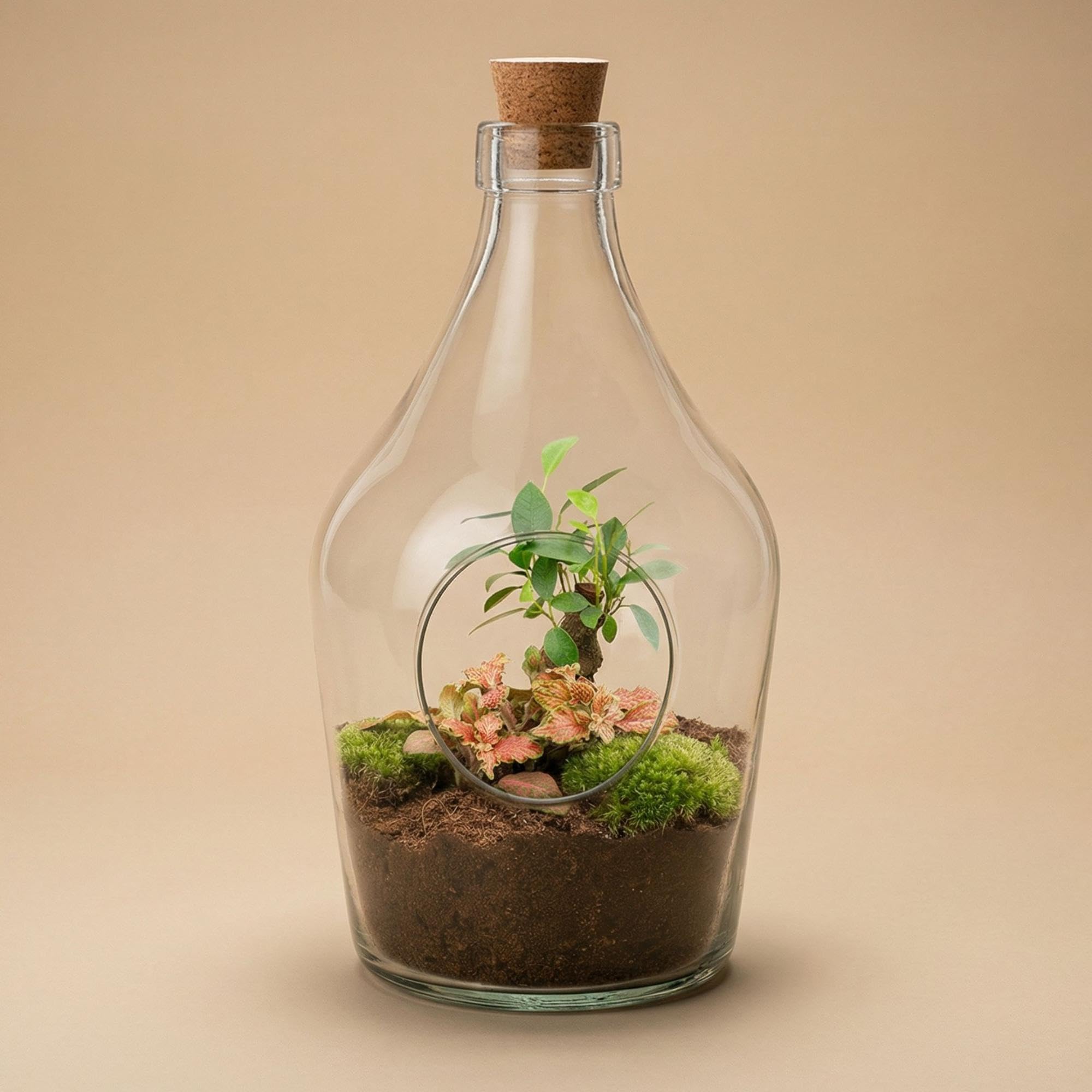Terrario Aperto in Vetro per Interno, Verde, 30 cm con Bonsai e Fittonia