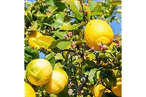 Dwarf Lemon Tree: Majestic Citrus in a Miniature Package