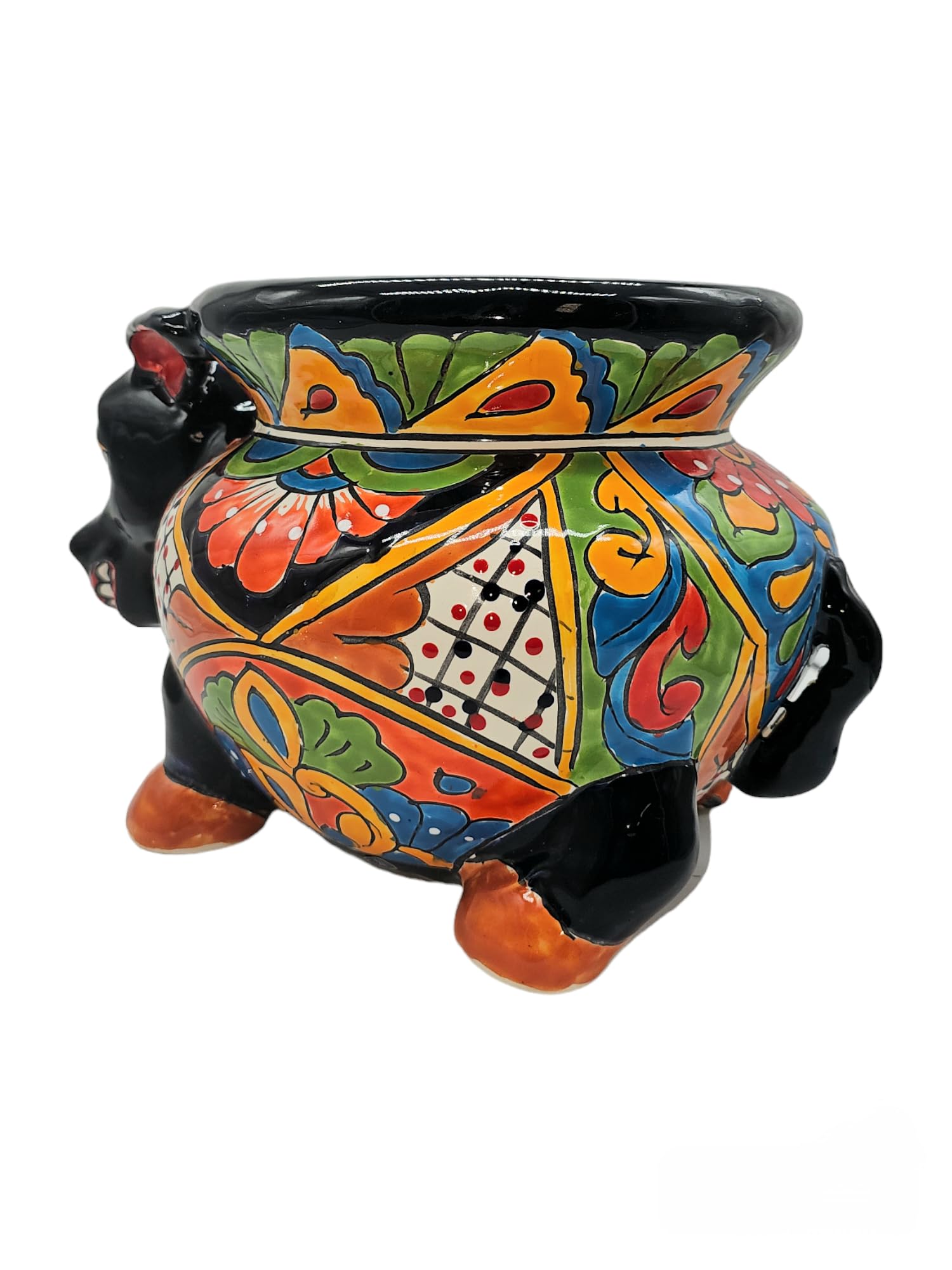 【5】希少　E.colorata Michoacan コロラータミチョアカン Amazon.com : Talavera Pottery Store Burro Michoacana SM Hand