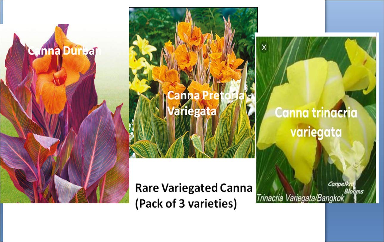 URBAN GARDENS® Canna Variegated Rhizomes( Pack of three varieties)-image-27