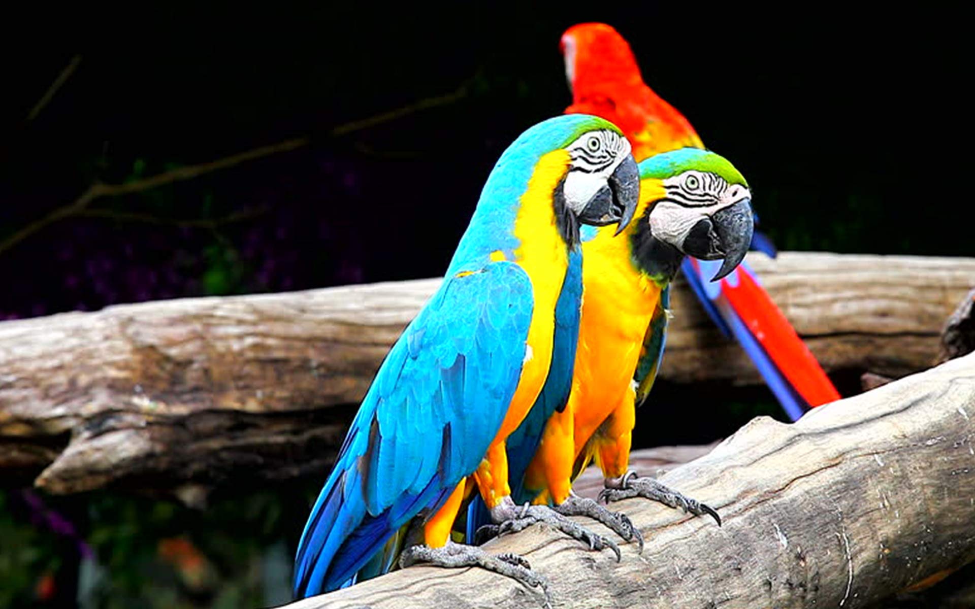 Yellow Alley� Nature Sticker Poster|Scarlet Macaw|Colorful Parrot Bird|Decorative Poster|Poster for Interior Decoration|Wall Poster ForOffice/Living Room/Hall|Self Adhesive Poster(19x13 Inches)