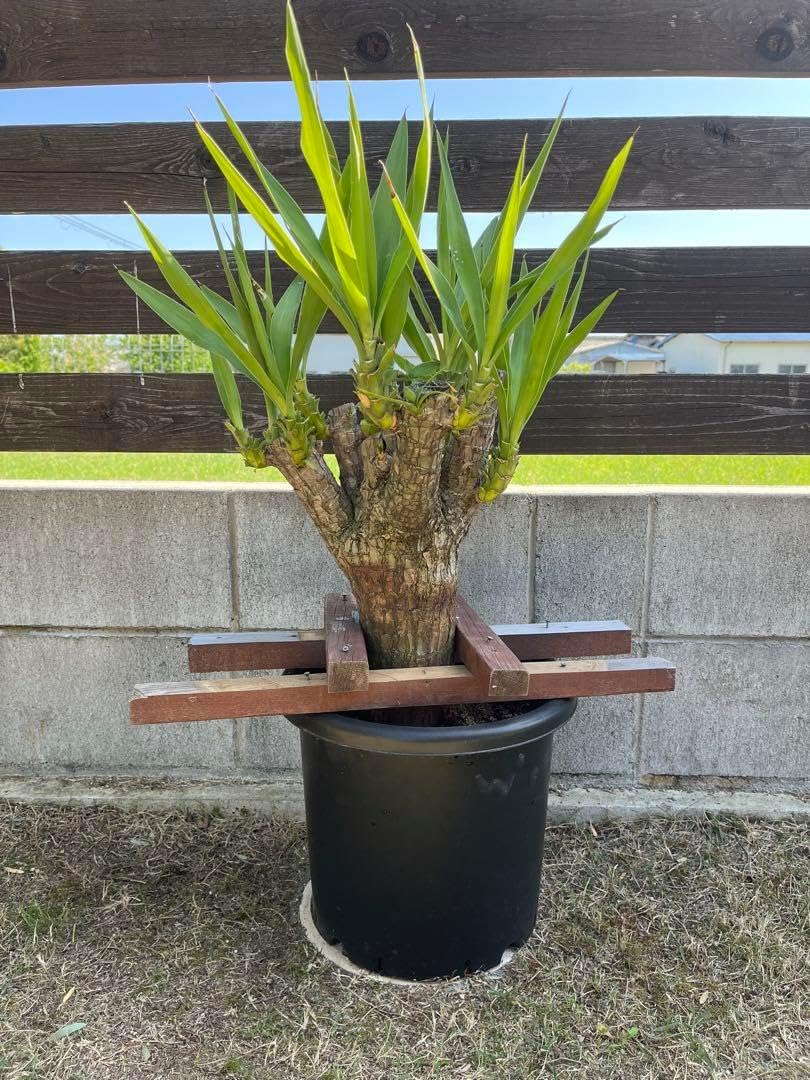 ユッカエレファンティペス 挿し木4年目 ドライガーデンに最適