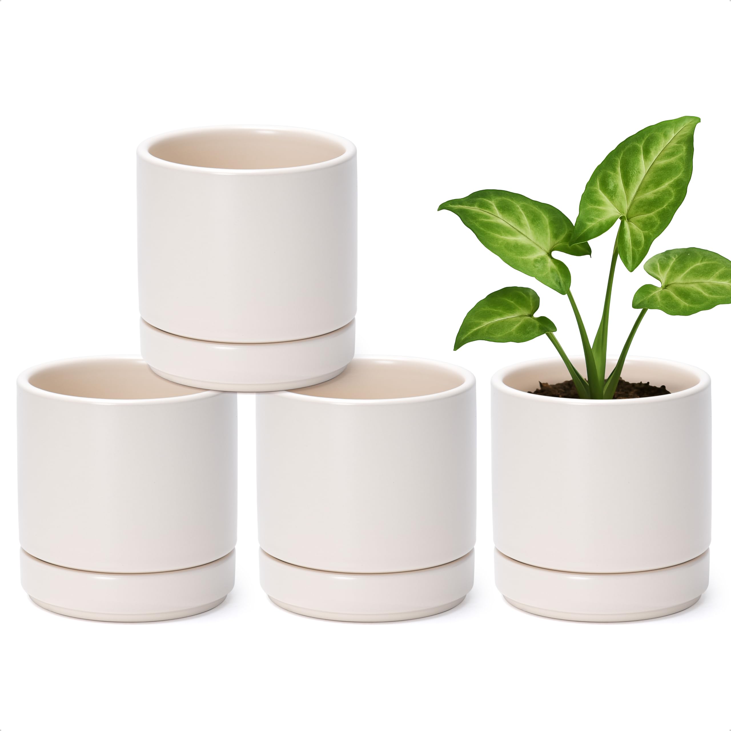 D'vine Dev Set of 4
