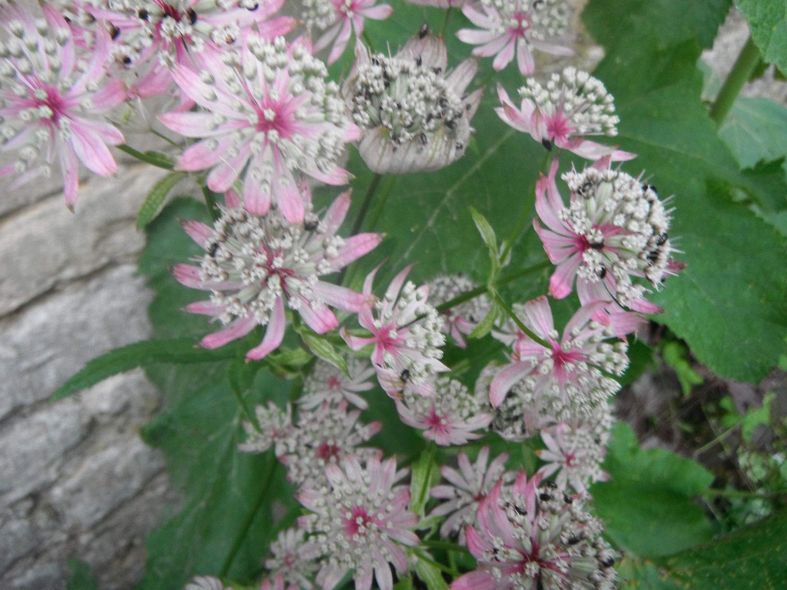 Portal Cool 30 X Seeds Astrantia Major Roma Masterwort Hatties Pin Cushion Perennial