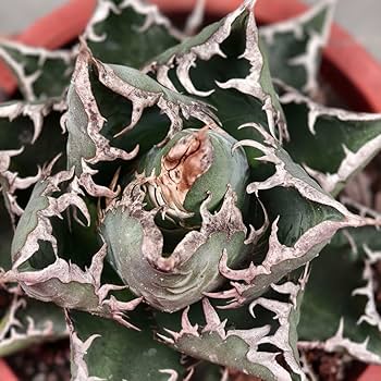 む*ら様 多肉植物・アガベ・チタノタ・スーパー阿修羅【特選】・極上強棘 コレクシ Amazon.co.jp: 26 多肉植物 アガベ チタノタ 悪魔くん BAKEMONO