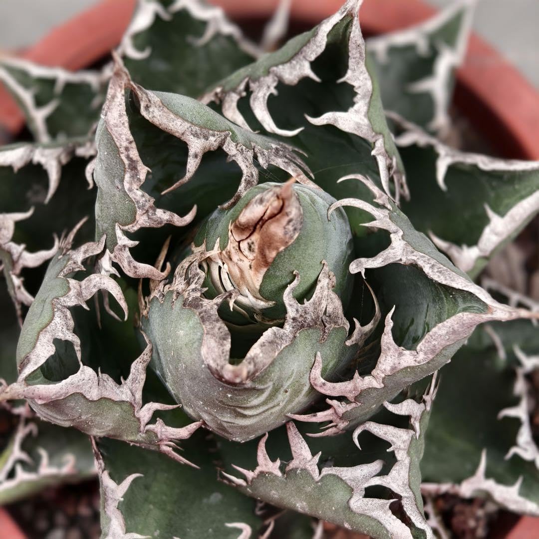 Amazon.co.jp: 26 多肉植物 アガベ チタノタ 悪魔くん BAKEMONO