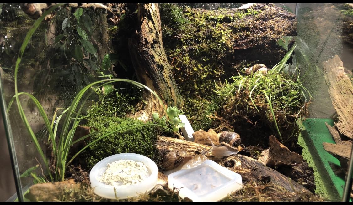 Terrarium Pro Kit - Das ultimative Schneckenpflege-Starterpaket für riesige afrikanische Landschnecken, Helix Aspersa, Helix Pomatia, Hainschnecken usw