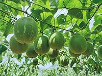 Vista 2 de The Mix Superfoods, Fruta del monje PURE, SIN eritritol, SIN artificial, SÓLO fruta de monje 100% (3.53 oz)