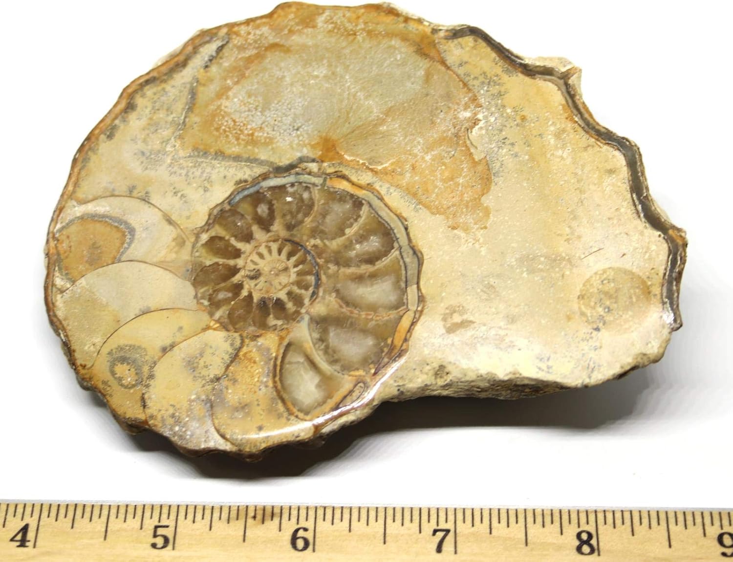 Ammonite Acanthoceras Split Polished Fossil Texas 96 MYO w/Label #16255 31o
