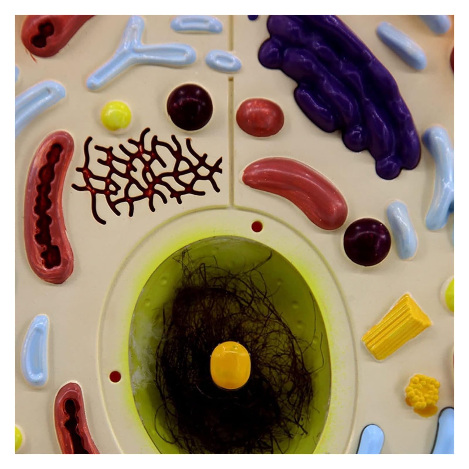 Anatomisches Tierzellmodell-Set, Biologie-Lehrausrüstung for die Oberschule