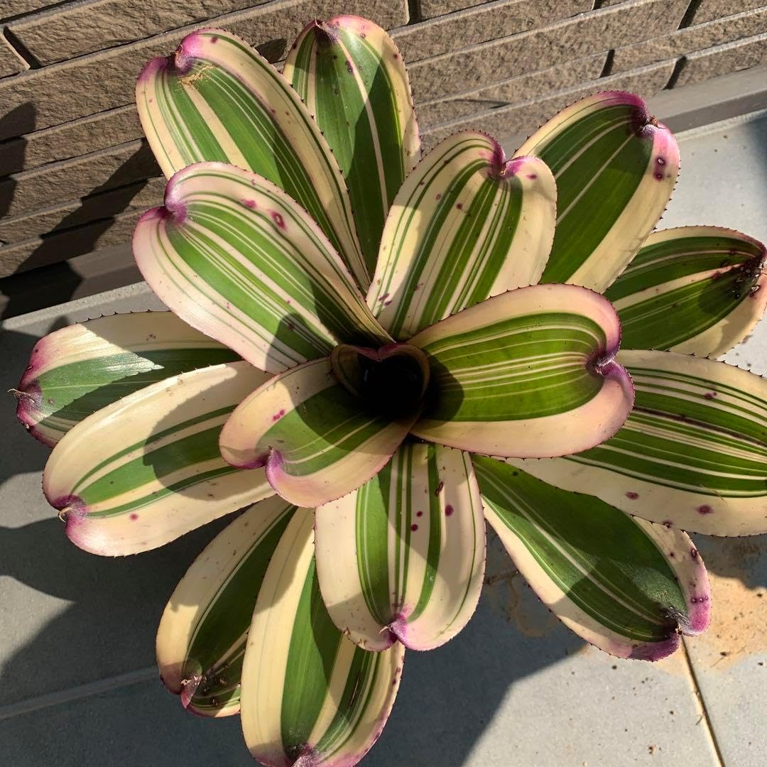 ブロメリア・エアープランツ Neoregelia Insane Albo Neoregelia Insane Albo
