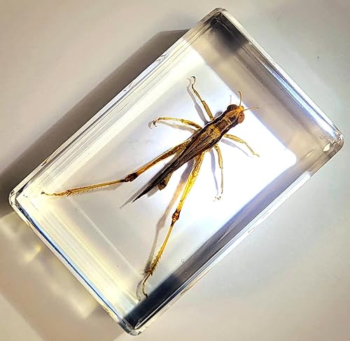 Miniatura 134 de Escarabajo de algodoncillo azul cobalto real de 1.732 in en espécimen de resina de lucita cristalina, insectos, insectos preservados, colección