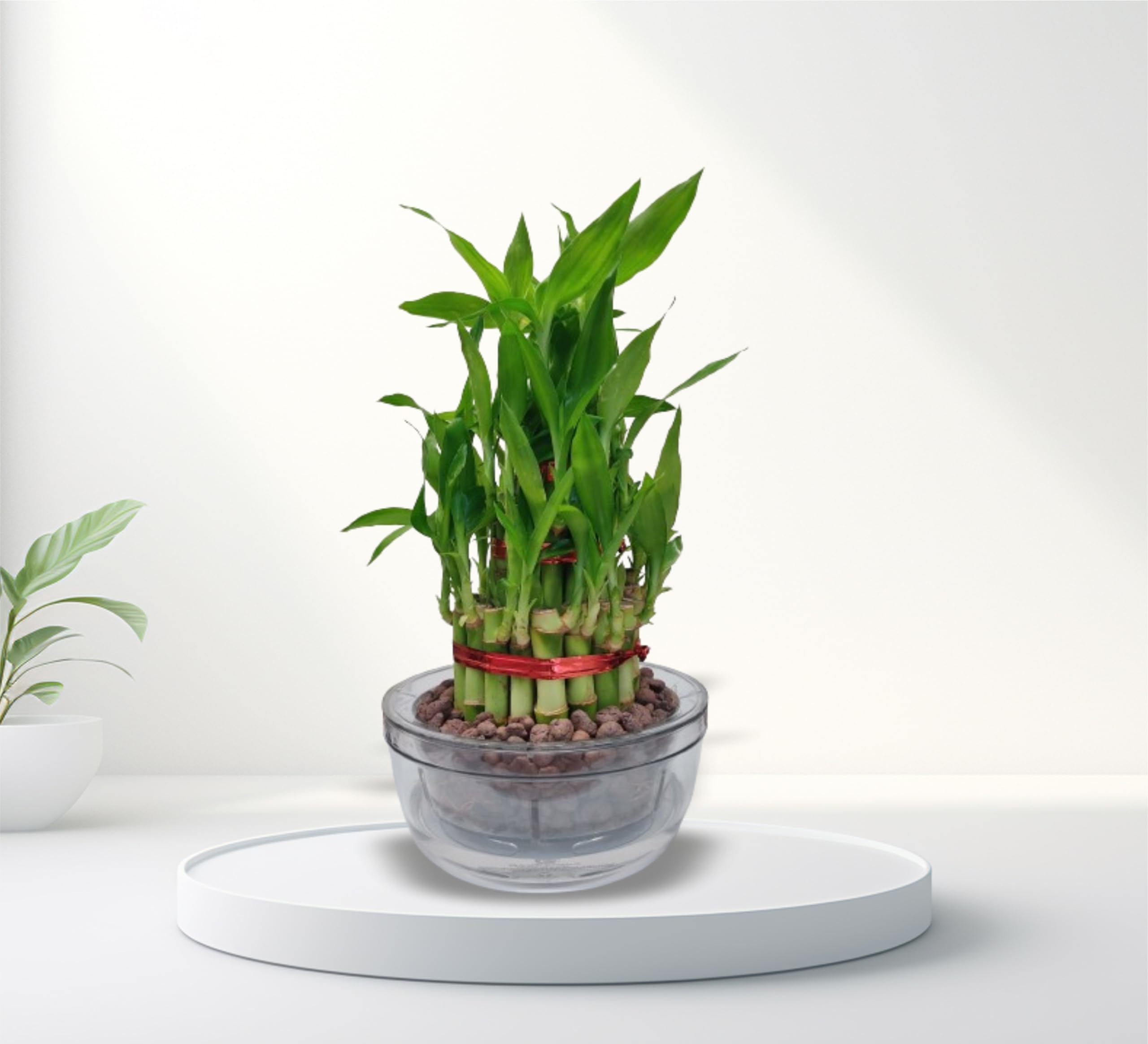 GARDENCIA Decorative Self Watering Bamboo Pot with 3 Layer Bamboo Plant for Indoor Gardening | Plant and Pot Combo (3 Layer Bamboo) (B0D5MMGKPQ) Amazon Price History, Amazon Price Tracker