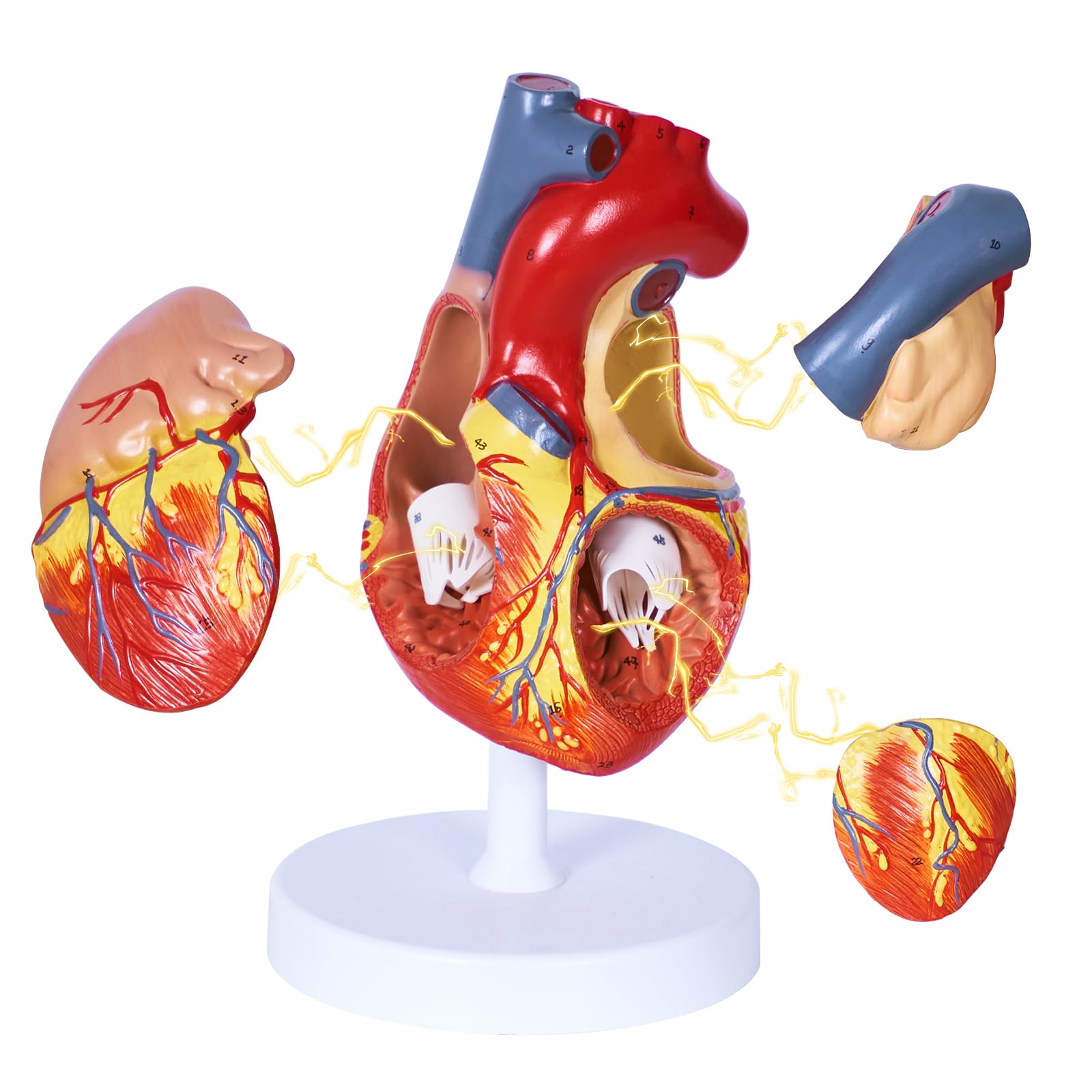 breesky Modello anatomico a forma di cuore umano, 4 parti 1:2, modello anatomico a forma di cuore con 49 strutture anatomiche, tenuto insieme con magneti, include base espositiva montata, manuale