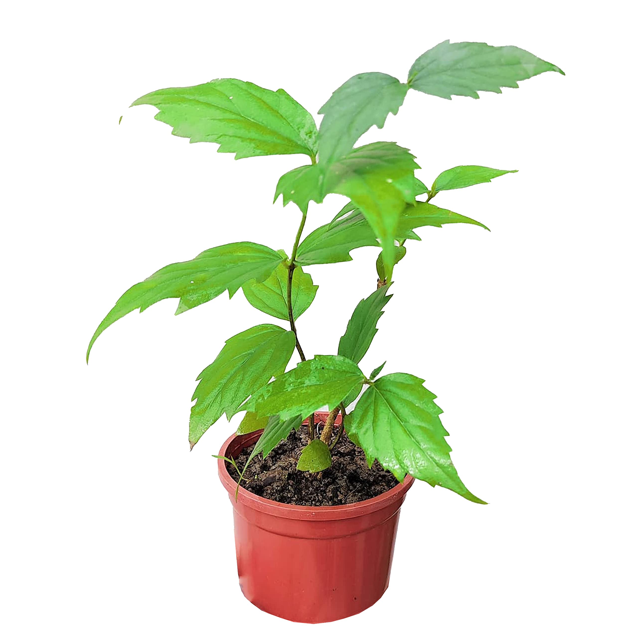 See full amazon price history chart for Go4plants Harshringar live Flower plant with 4" pot Go4plants Harshringar live Flower plant with 4" pot (B0B2F212TH) Amazon Price History, Amazon Price Tracker