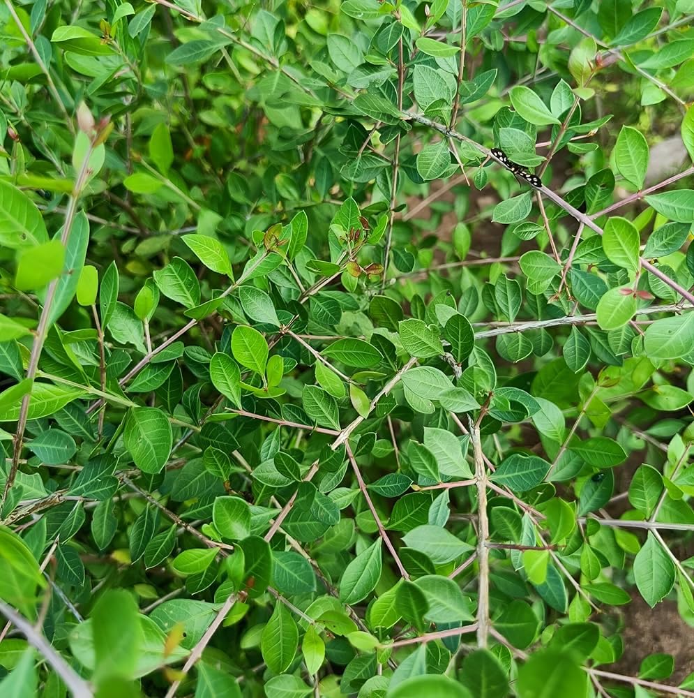 Henna Plant/Lawsonia Inermis - Live Mehndi Leaves Plant for Natural Hair Color, Indoor/Outdoor Garden, Without Pot Pack of 1-image-8