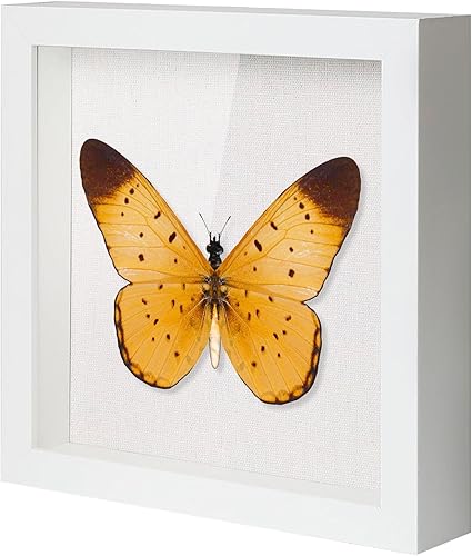 Miniatura 12 de QDSSDECO Marco de caja de sombra de 10 x 10 pulgadas con tablero de lino y vidrio real, vitrina de madera, escaparate profundo para colgar fotos