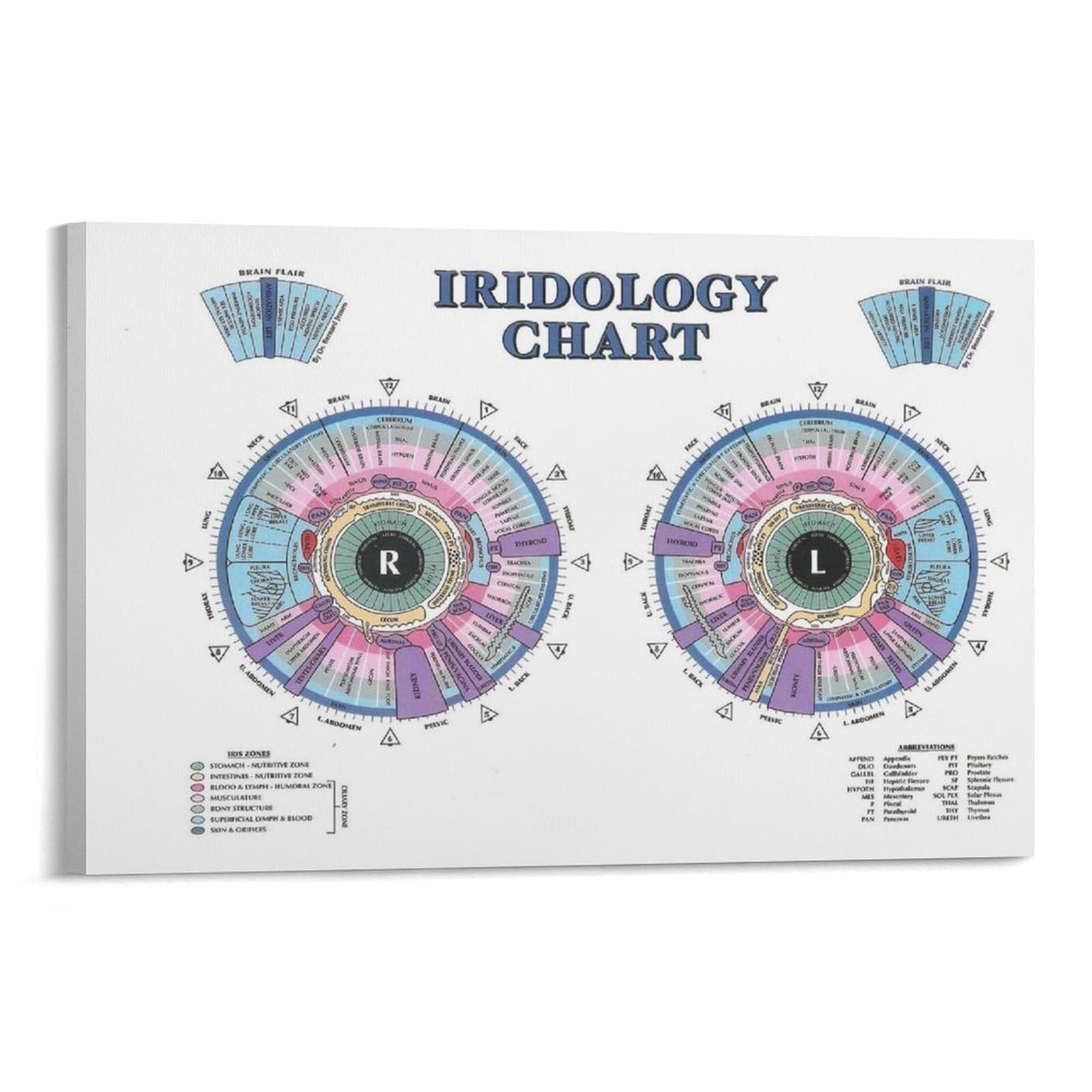 XGINERFEX Vintage Ophthalmology Chart Poster - Antique Style Eye Anatomy Illustration, Retro Wall Decor for Doctor's Office, Library & Vintage Home Aesthetic(Framed,12x18inch(30x45cm))