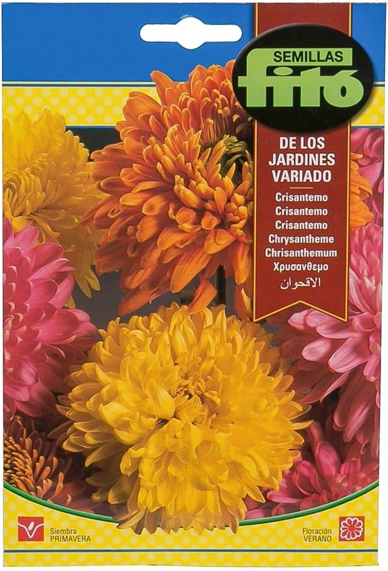 Fito Chrysanthemum Flower Seed