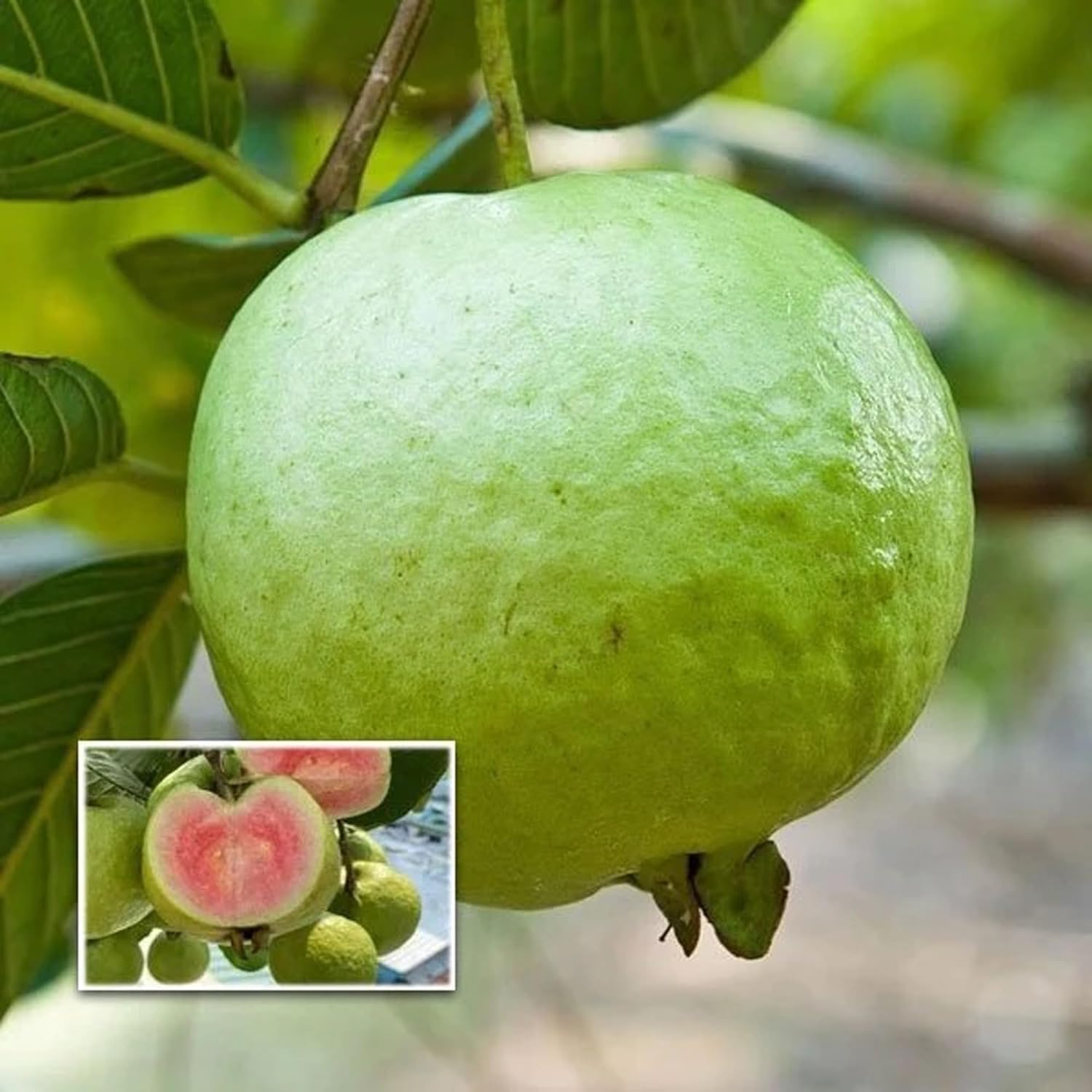 HAPING Madhuri Guava Amrood Layering/Grafted Fruit Live Plant (1.5-3 Feet Height) (B0D5VT2RCX) Amazon Price History, Amazon Price Tracker