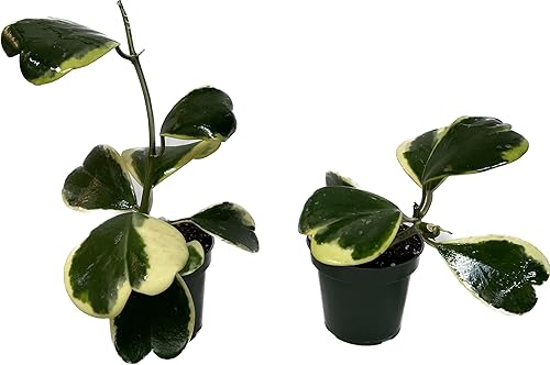 Miniatura 3 de Hoya Kerrii abigarrada, planta de interior viva de Hoya Plants - Planta viva de Hoya Kerrii - Regalo de planta - Planta purificadora de aire (planta