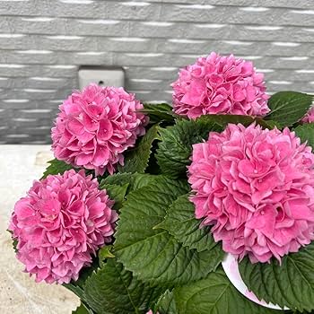 Amazon.co.jp: 紫陽花 アジサイ 島根オリジナル 茜雲 5号 底面