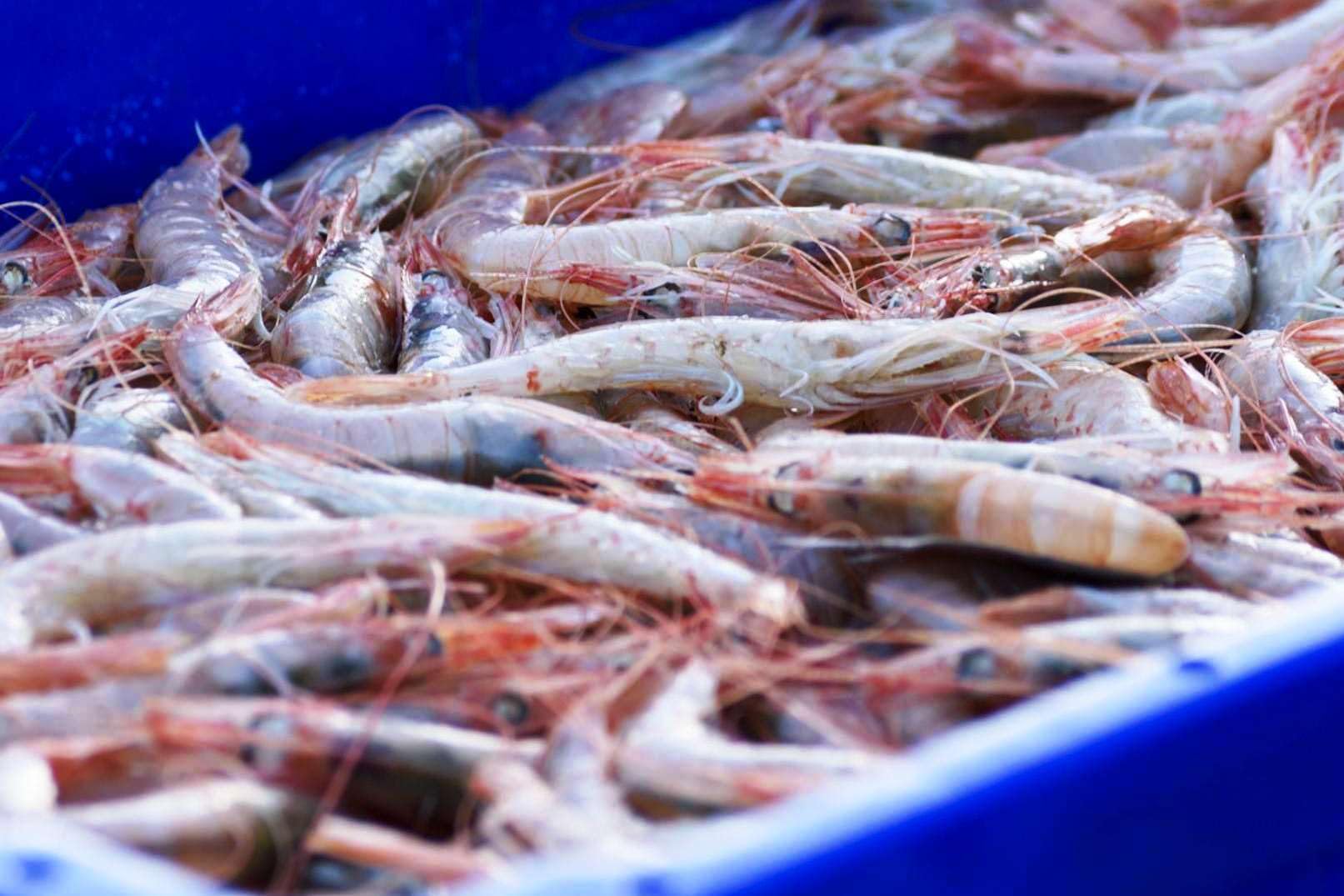 Gamba Blanca de Huelva - Pescadería Premium - 1 kg -Pescado y Marisco Fresco de Lonja (1 kg, Gamba Blanca) - 3