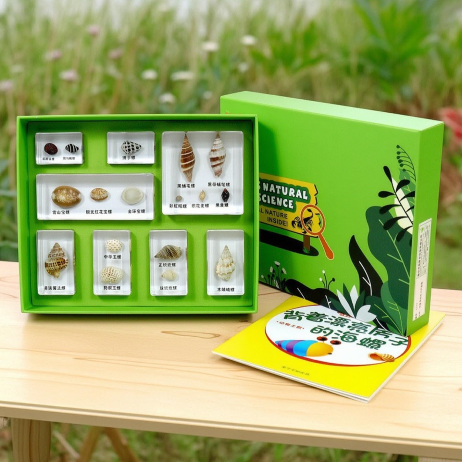 Especimen Educativo Infantil Conjunto de Aprendizaje de Biología Bloques de Resina con Bandeja Incluye Hojas Didácticas y Tarjetas Caja Clasificadora, Concha con Una Hermosa Casa