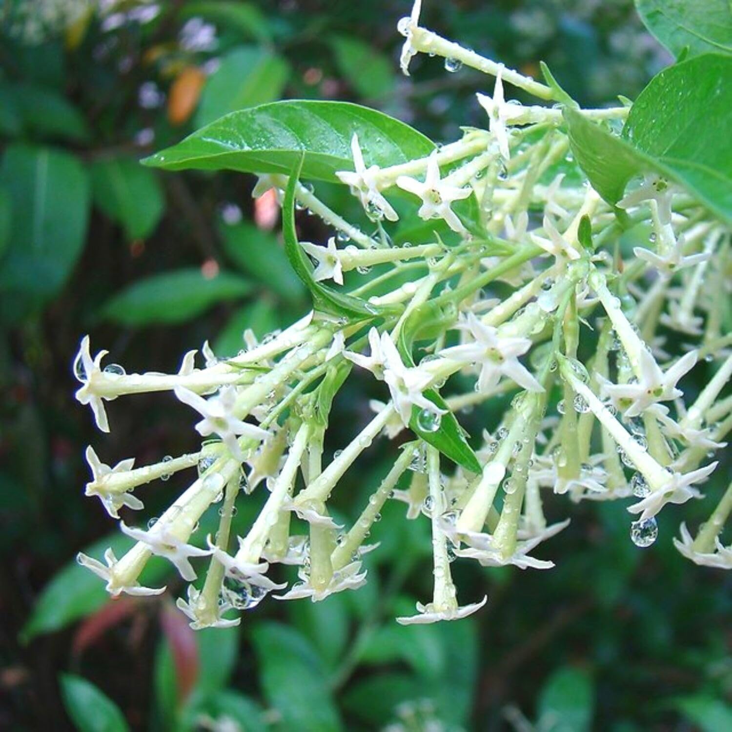 3 Night Blooming Jasmine Plants Live, 5 to 8 Inches Tall, Cestrum Nocturnum Plant Jasmine Vine Plant
