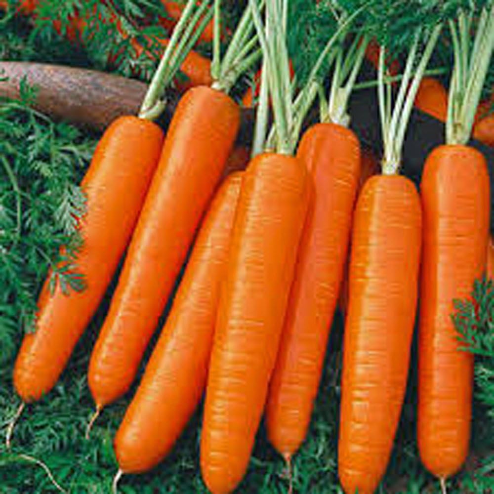 Tendersweet Carrot Seeds-2 Pound Seed Pack (Approx 576,000) Non GMO Rich-Orange Colored Roots are Crisp and Very Sweet. Perfect for Canning, juicing, Sprouting or Eating raw. - Country Creek Acres