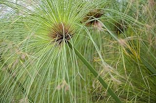 Cyperus Papyrus 25 Seeds - Papyrus houseplant Seeds