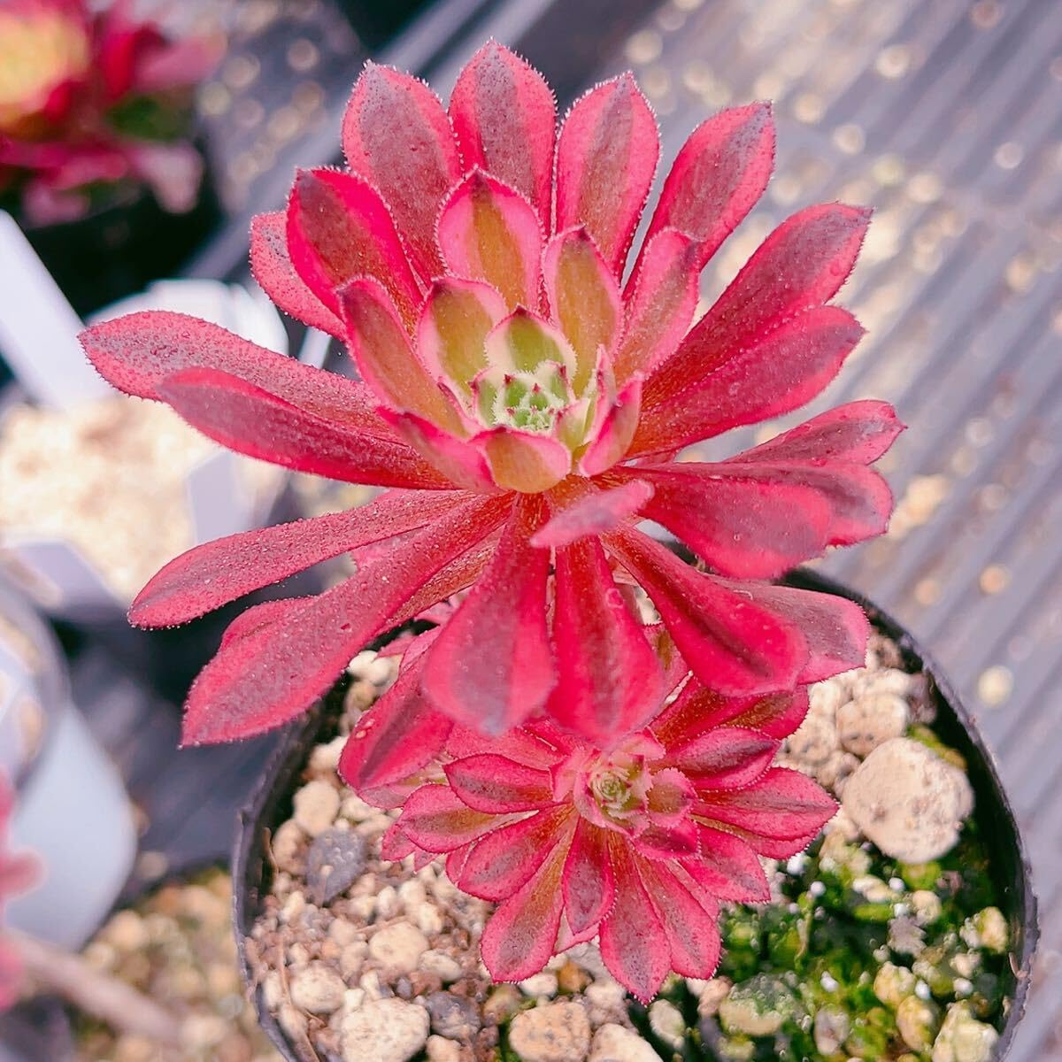 Amazon.co.jp: ！！多肉植物 ガーネット錦 アエオニウム2美苗 農園直売