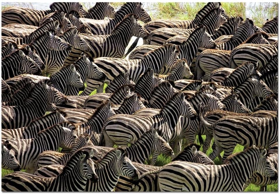 Educa Borras Herd of Zebras