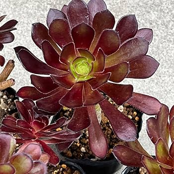 3年株 セローム 抜き苗 20個まとめ売り 3年株 セローム 抜き苗 20個まとめ売り フィロデンドロン