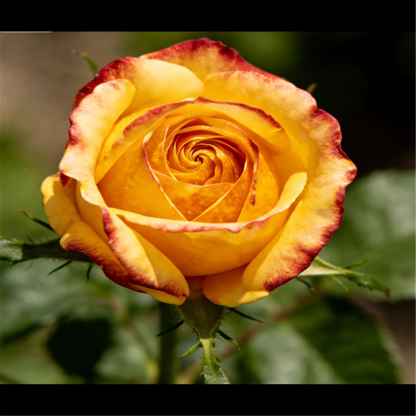 Miniature Rose Shrub - Dwarf Variety, Highly Saturated Flowers, Perfect for Outdoor Potted Decoration/That Grow Fast/Golden Jade Carving-1 Root-J