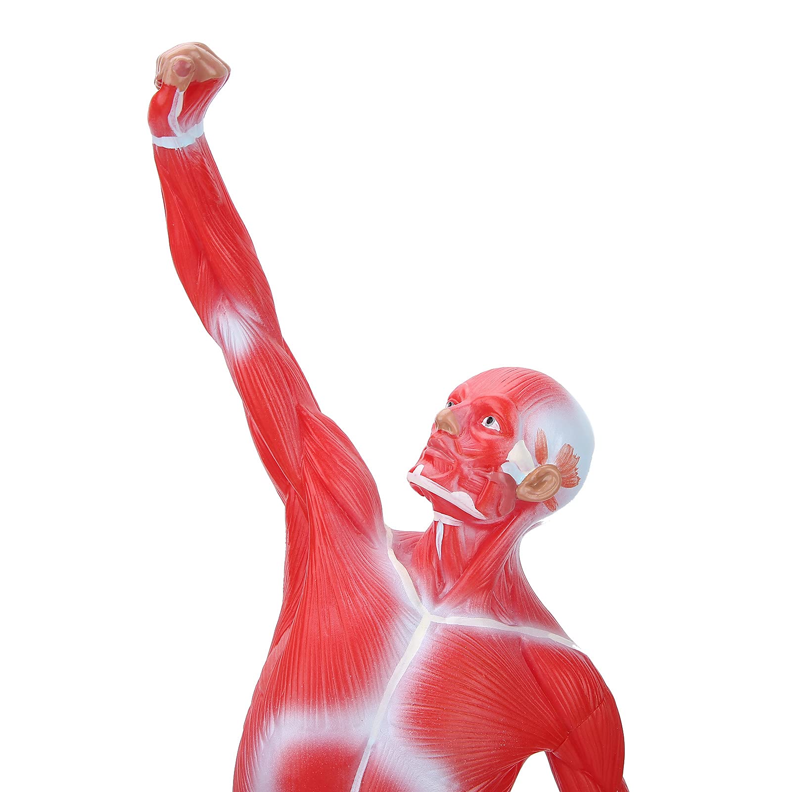 Modello di anatomia muscolare umana, figura del sisteme muscolare, 50 cm, con consistenza muscolare di base e limpida, per l'insegnamento di fisiologia medica