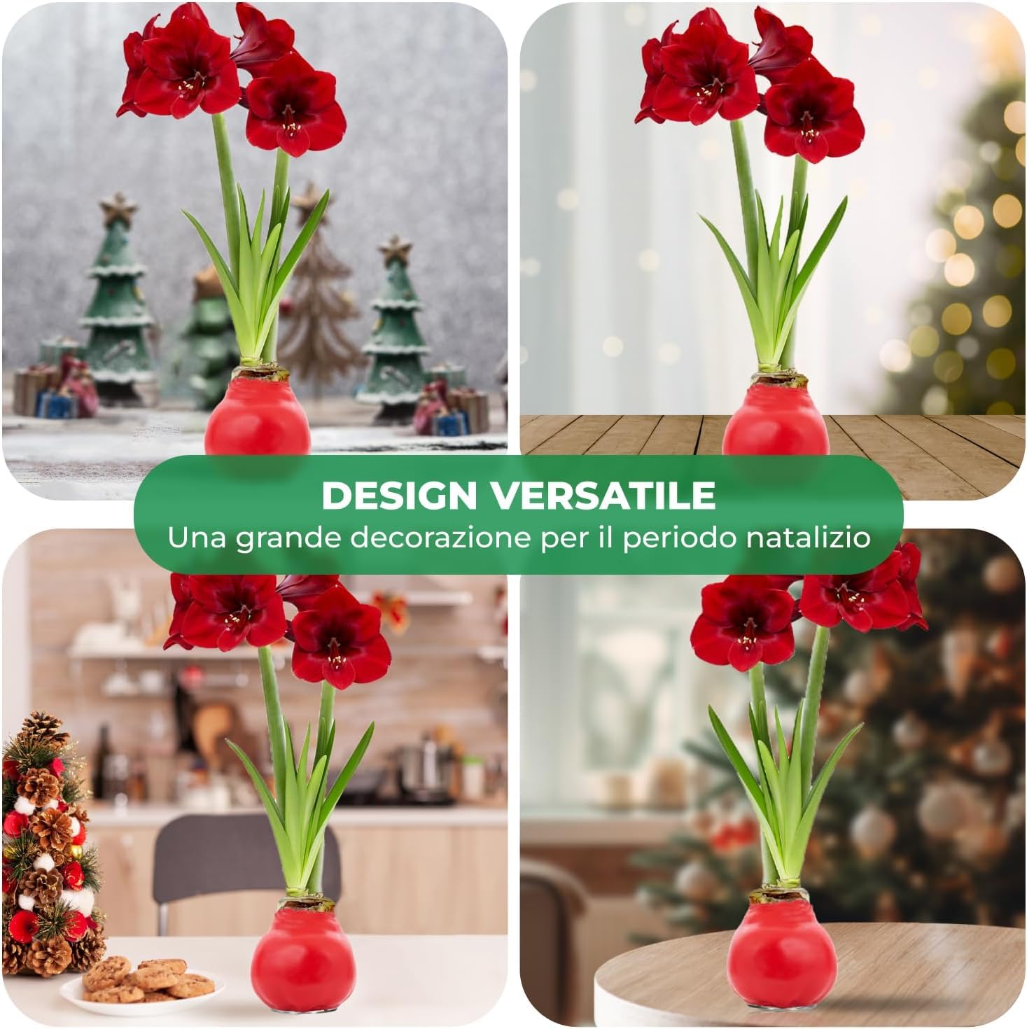 Bulbi di Amaryllis Cera Bianco-Rosso