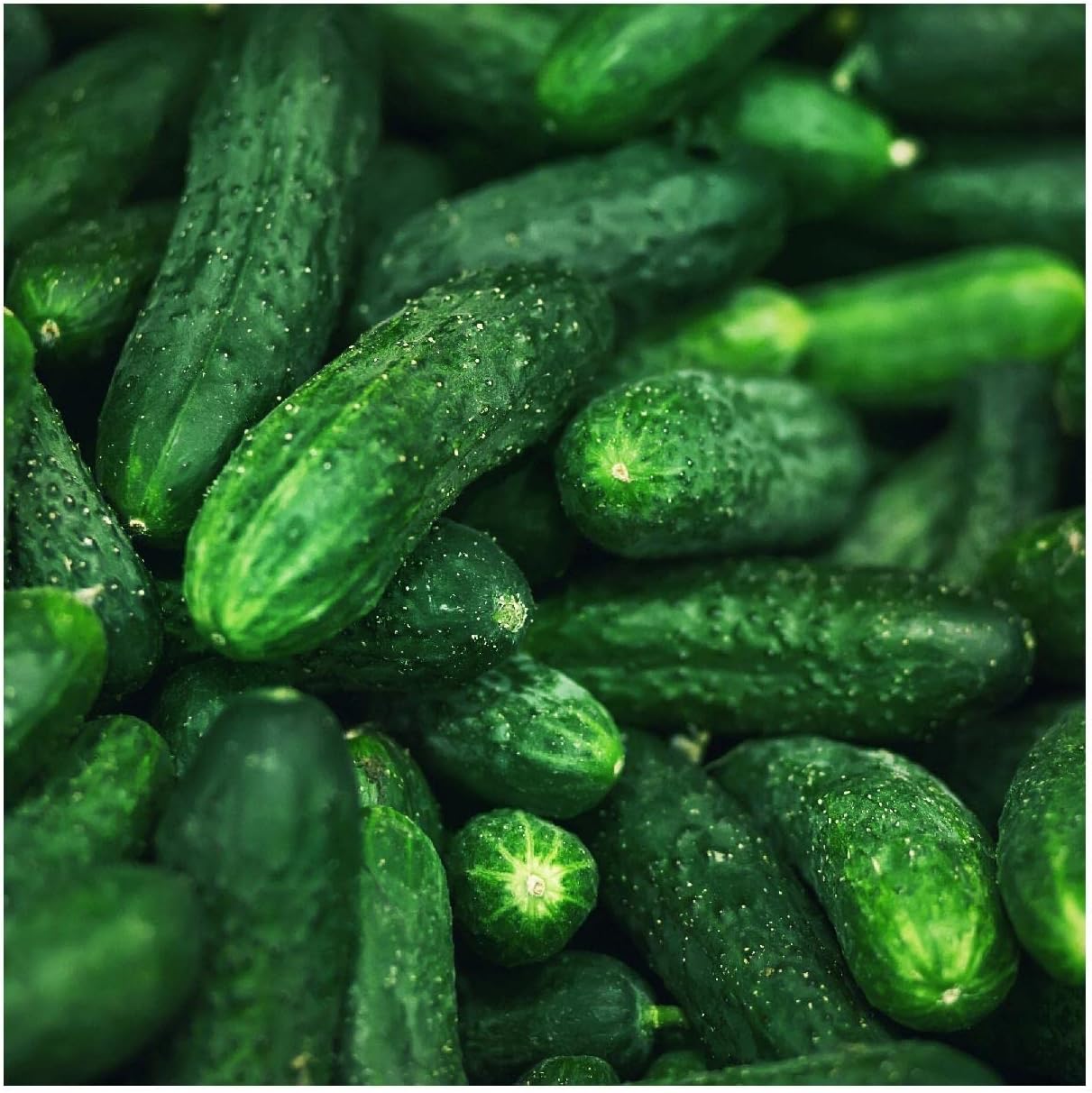 Everwilde Farms - 1 Lb Spacemaster Cucumber Seeds - Gold Vault