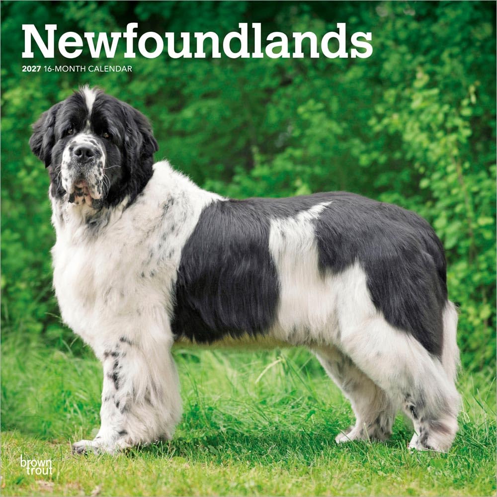 Newfoundlands - Neufundländer 2027 - 16-Monatskalender: Original BrownTrout-Kalender [Mehrsprachig] [Kalender]